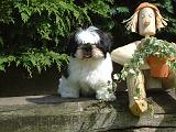 SHIH TZU 358